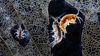 Two translucent amphipods, one pale grey and one amber, cling together against a dark background framed by the network of a decaying leaf, while a small mayfly larva sits in a hole in the leaf 