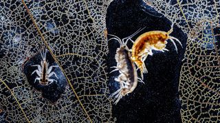 Two translucent amphipods, one pale grey and one amber, cling together against a dark background framed by the network of a decaying leaf, while a small mayfly larva sits in a hole in the leaf