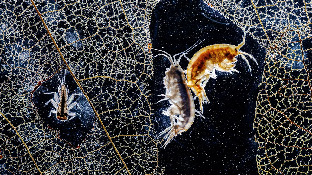 Istv&aacute;n Hogya&rsquo;s runner-up image in the OurNature awards reveals a miniature world barely visible to the naked eye.