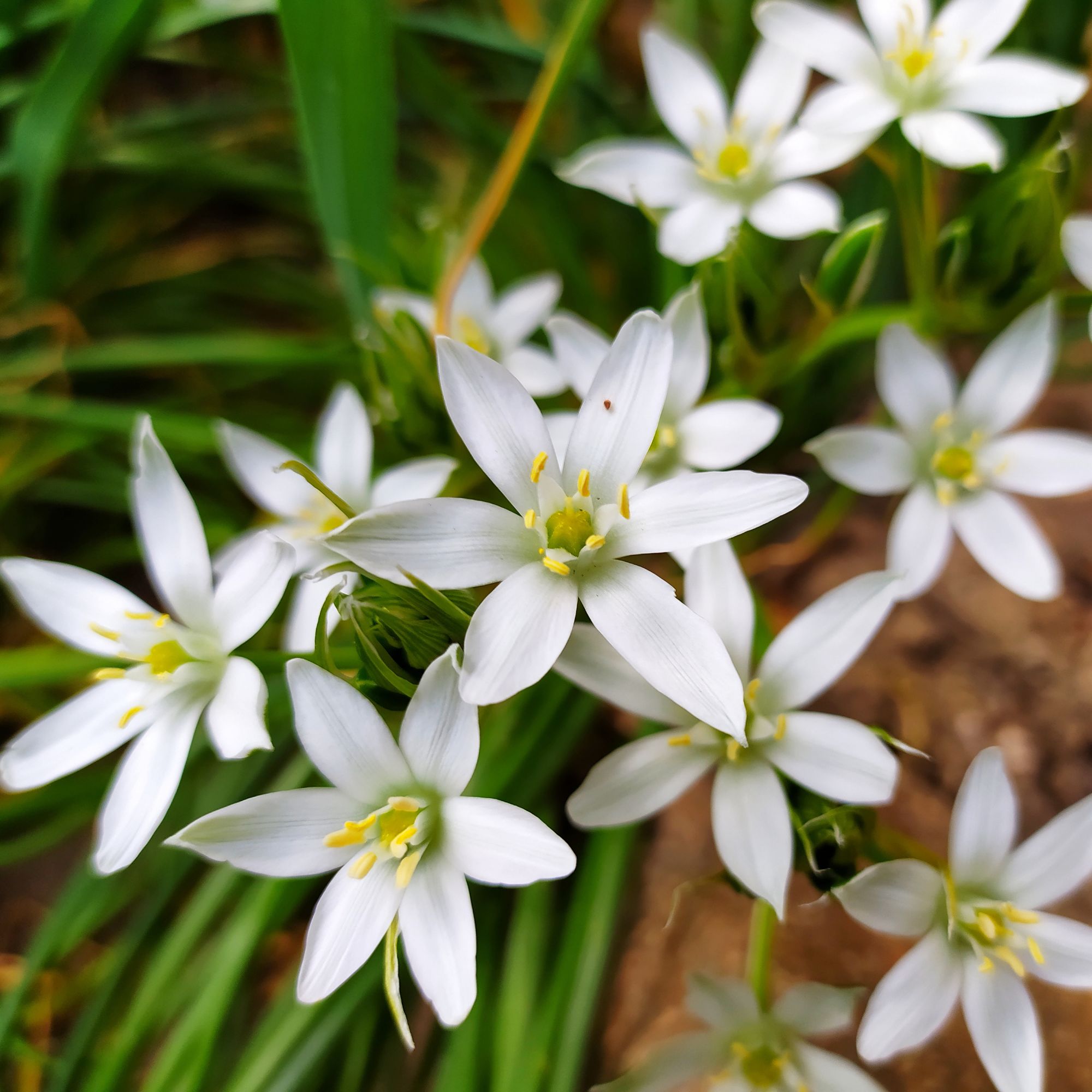 White flowers of star of Bethlehem plant