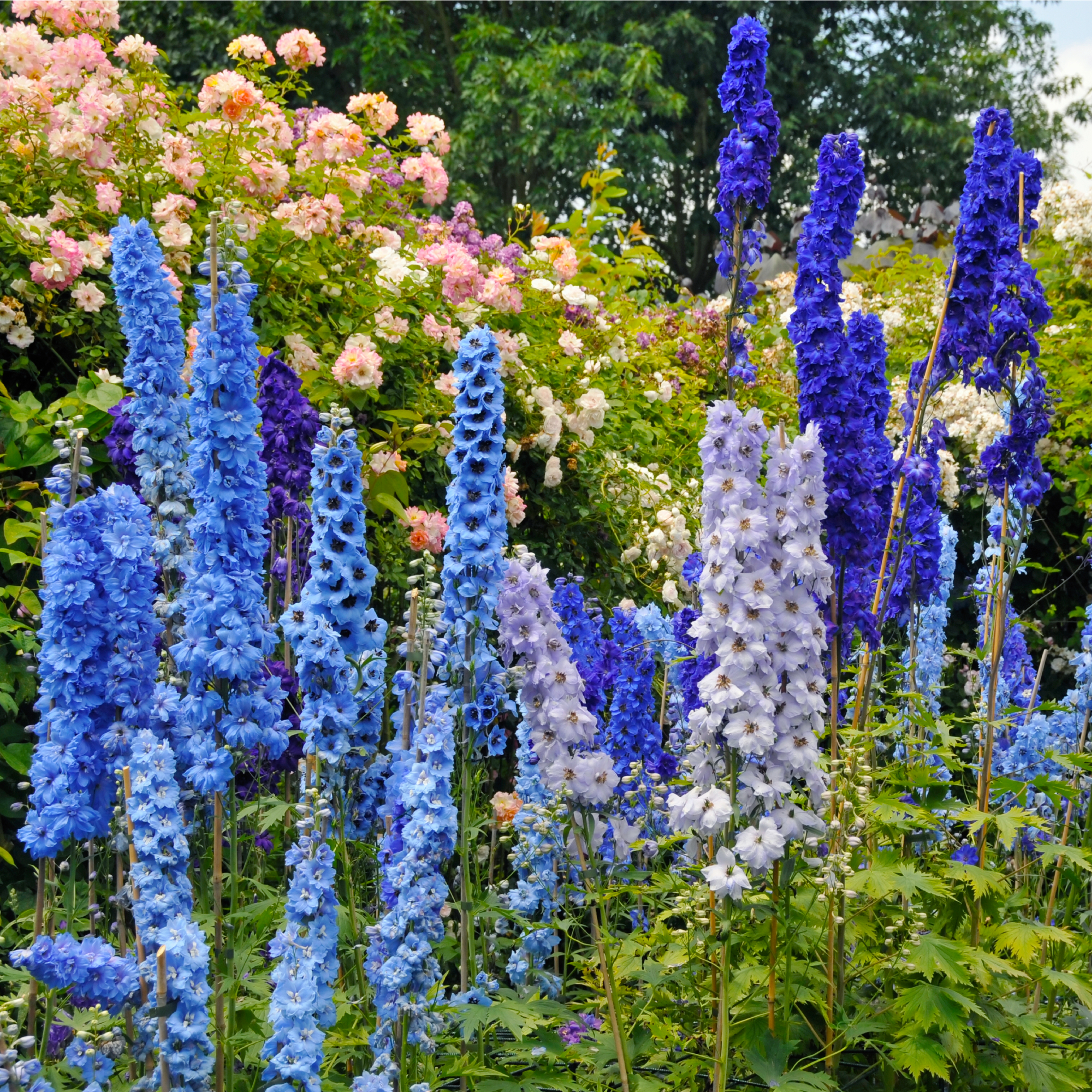 Delphinium and roses in garden