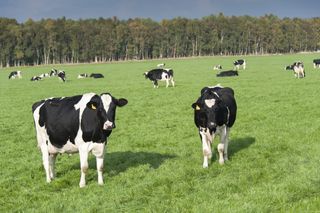 Holstein dairy cattle in pasture, Cumbria, UK