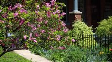 Magnolia tree in bloom against garden path and iron fence