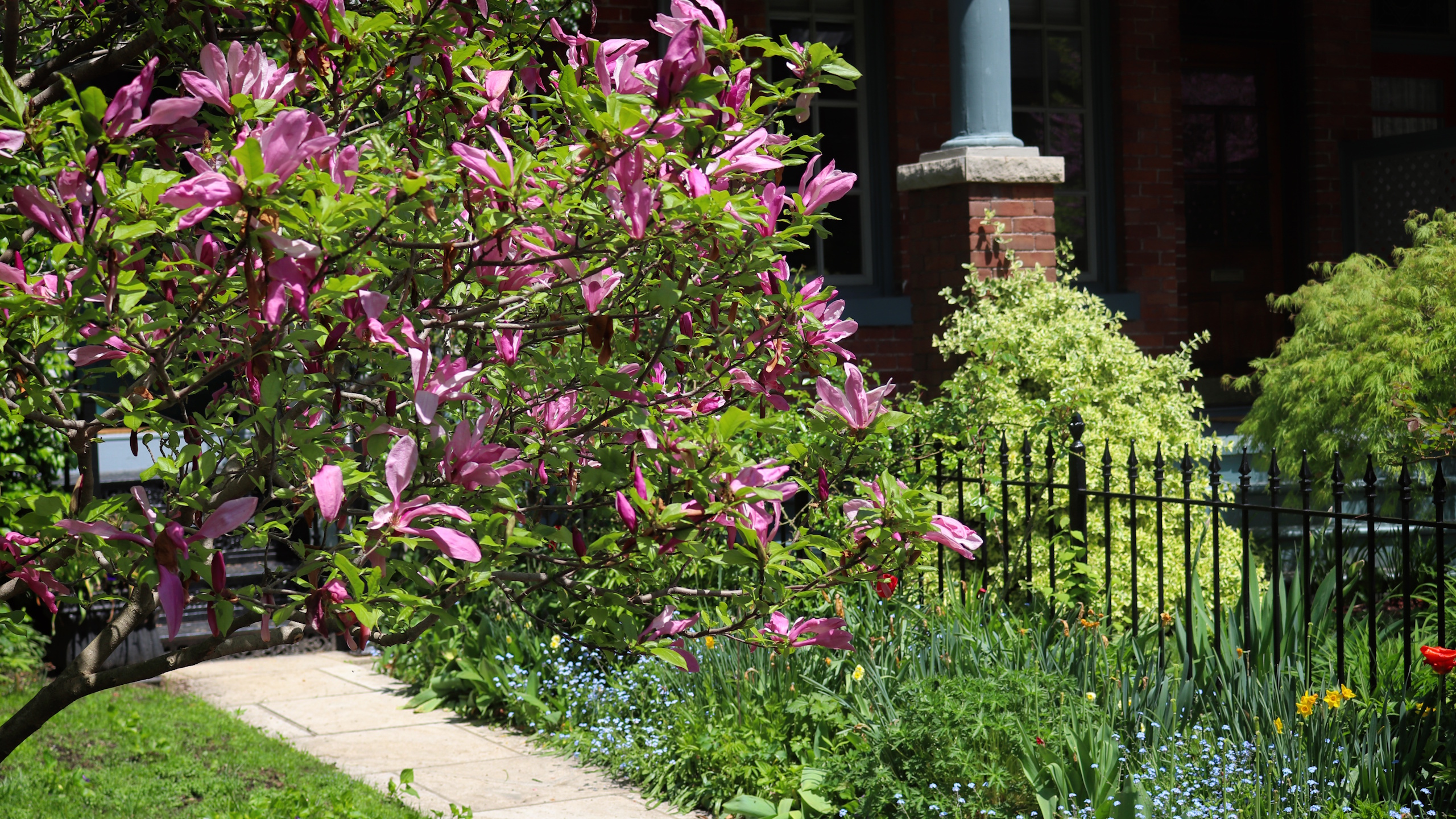 Magnolia tree in bloom against garden path and iron fence