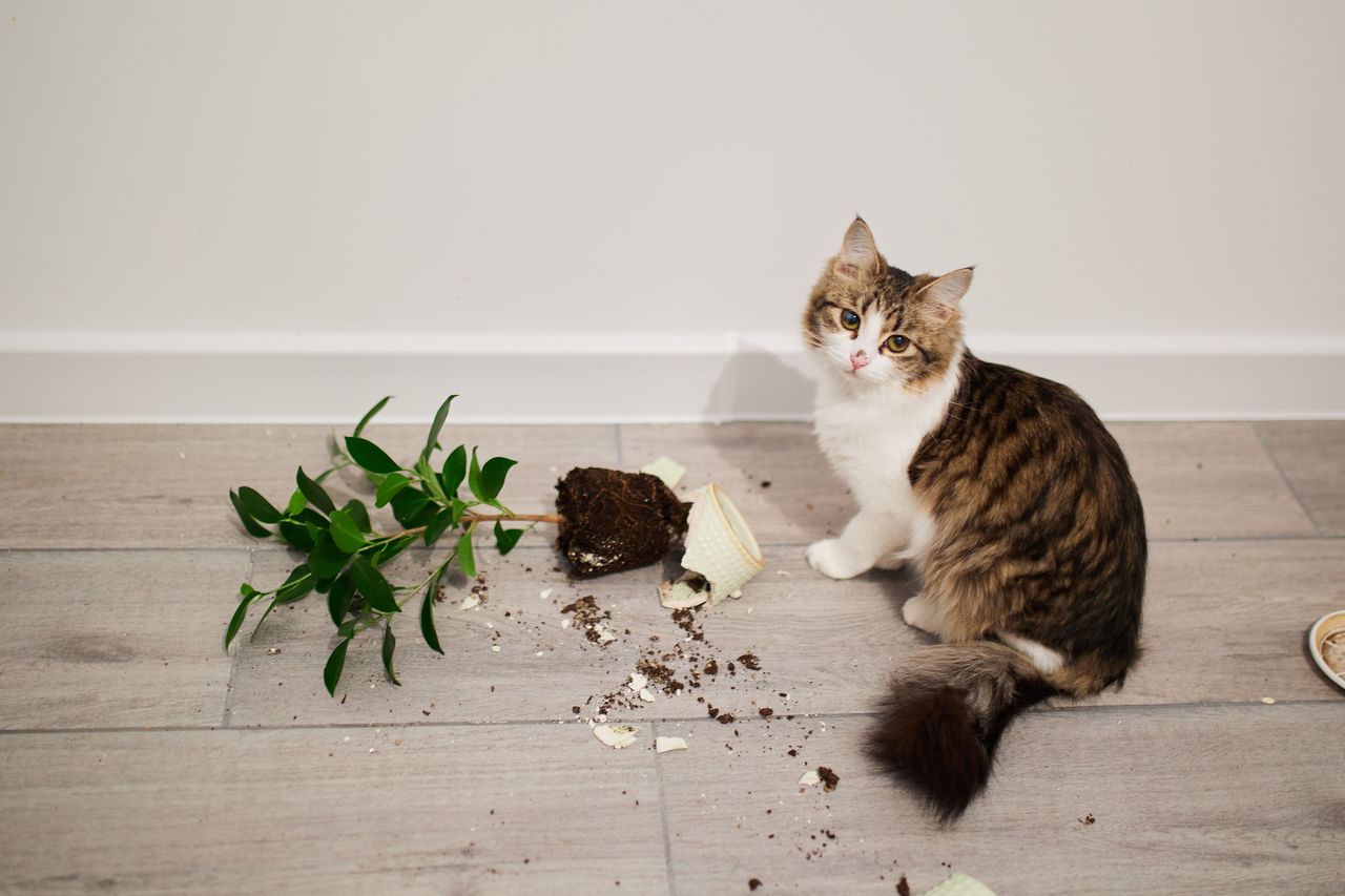 MoneyWireDaily — Pet Stocks Have Slipped Since COVID. Is This an Investing Opportunity?