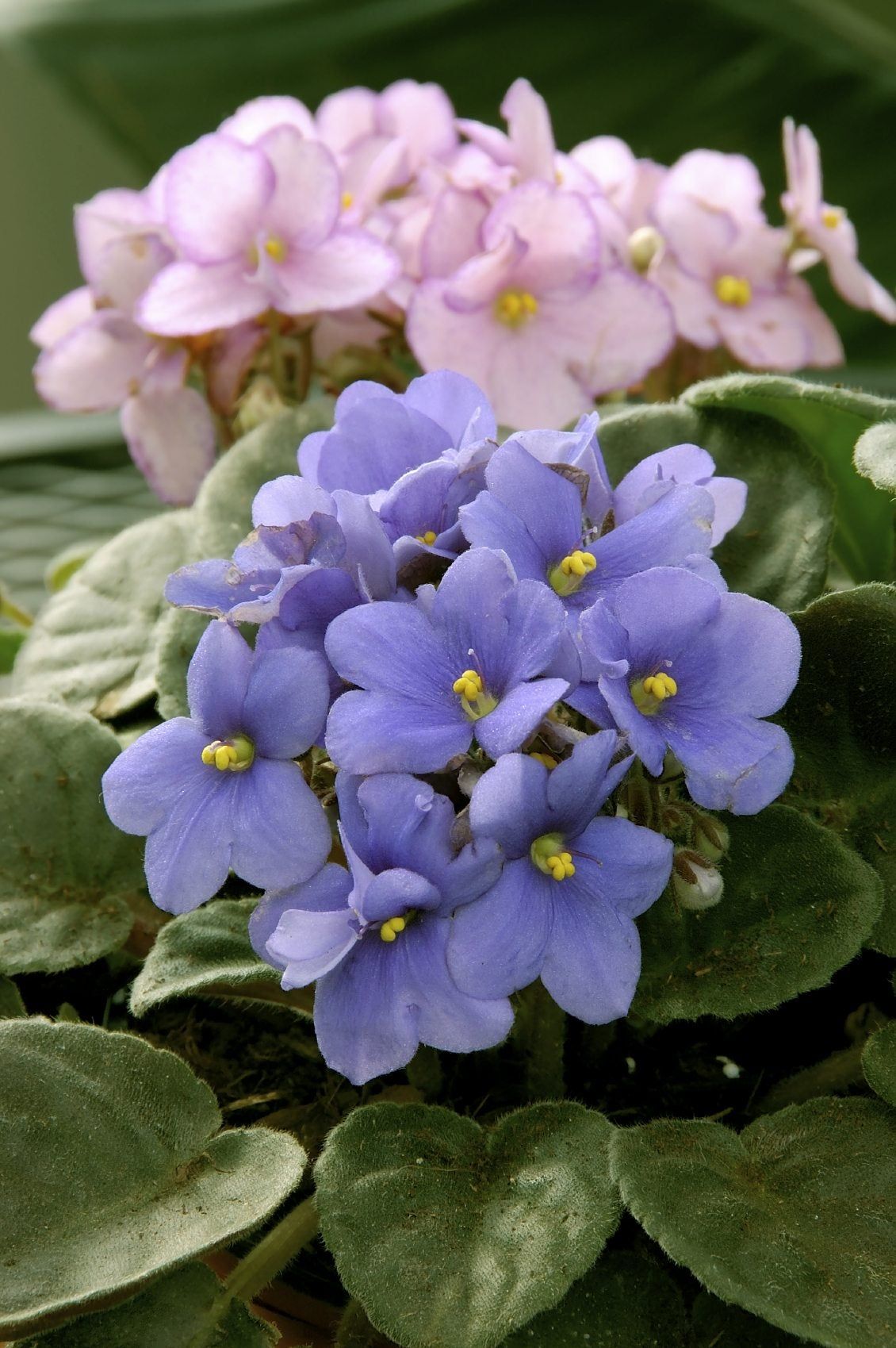 Light Pink and Purple Gesneriad Plants