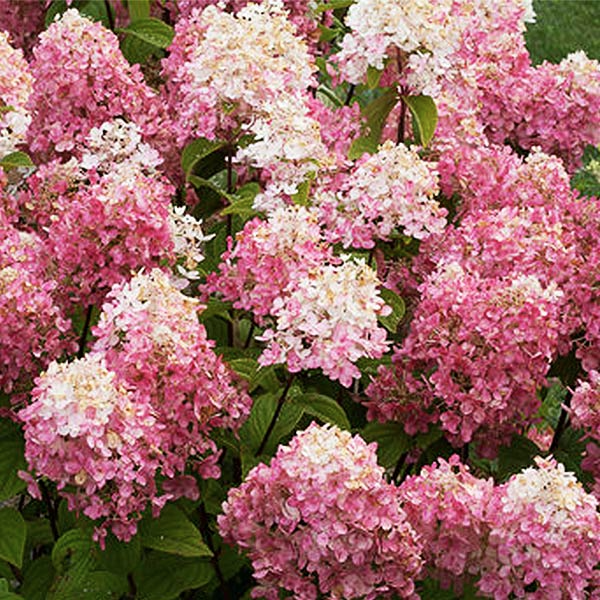 Naturehills Hydrangea Fire Light