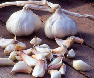 Two cloves of softneck garlic