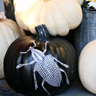 Decoupage Pumpkins in black with a white bug