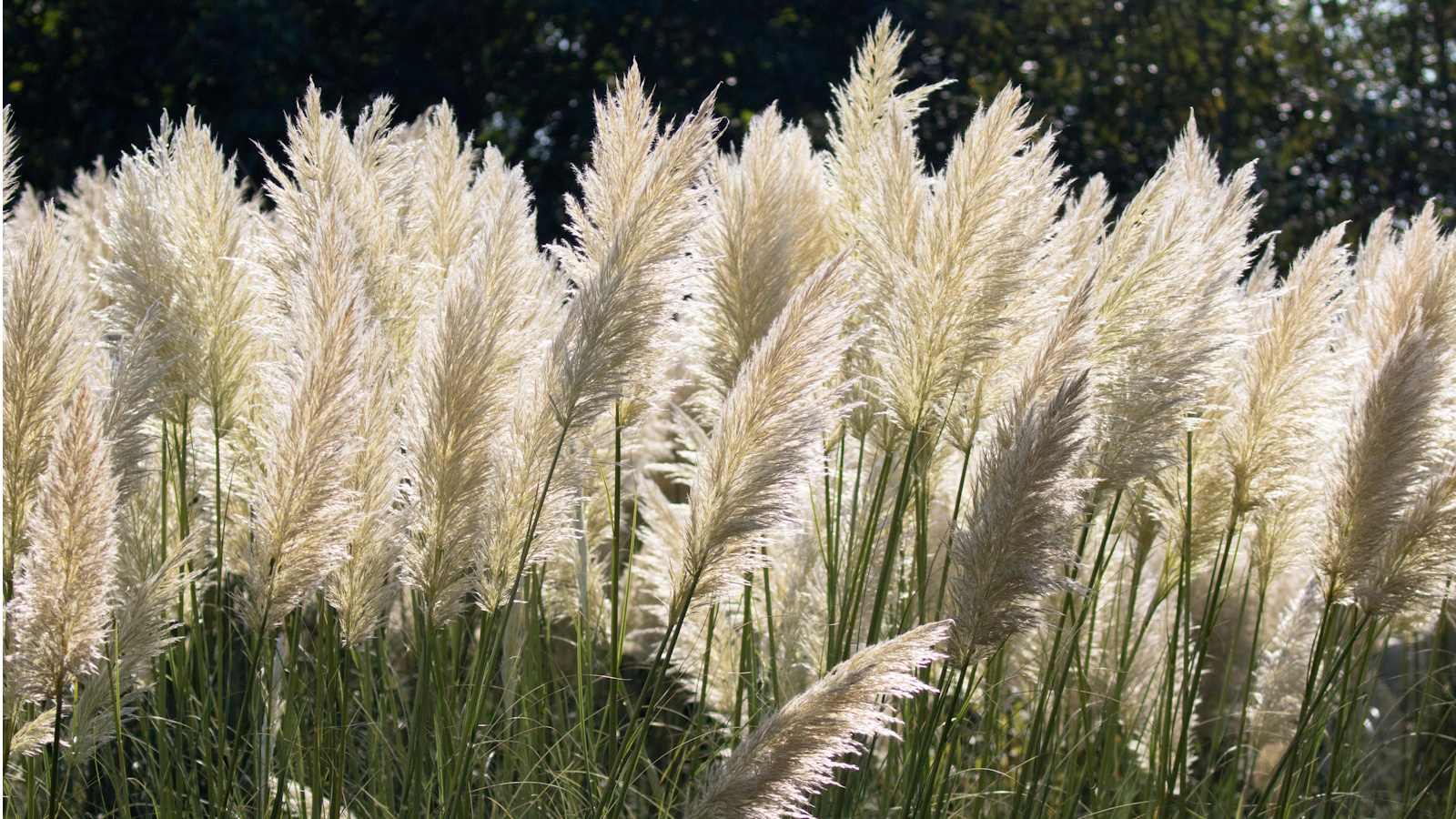 When to plant pampas grass
