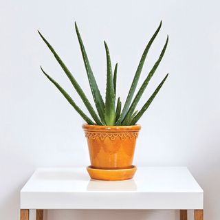 aloe vera plant with chrome yellow pot on white table