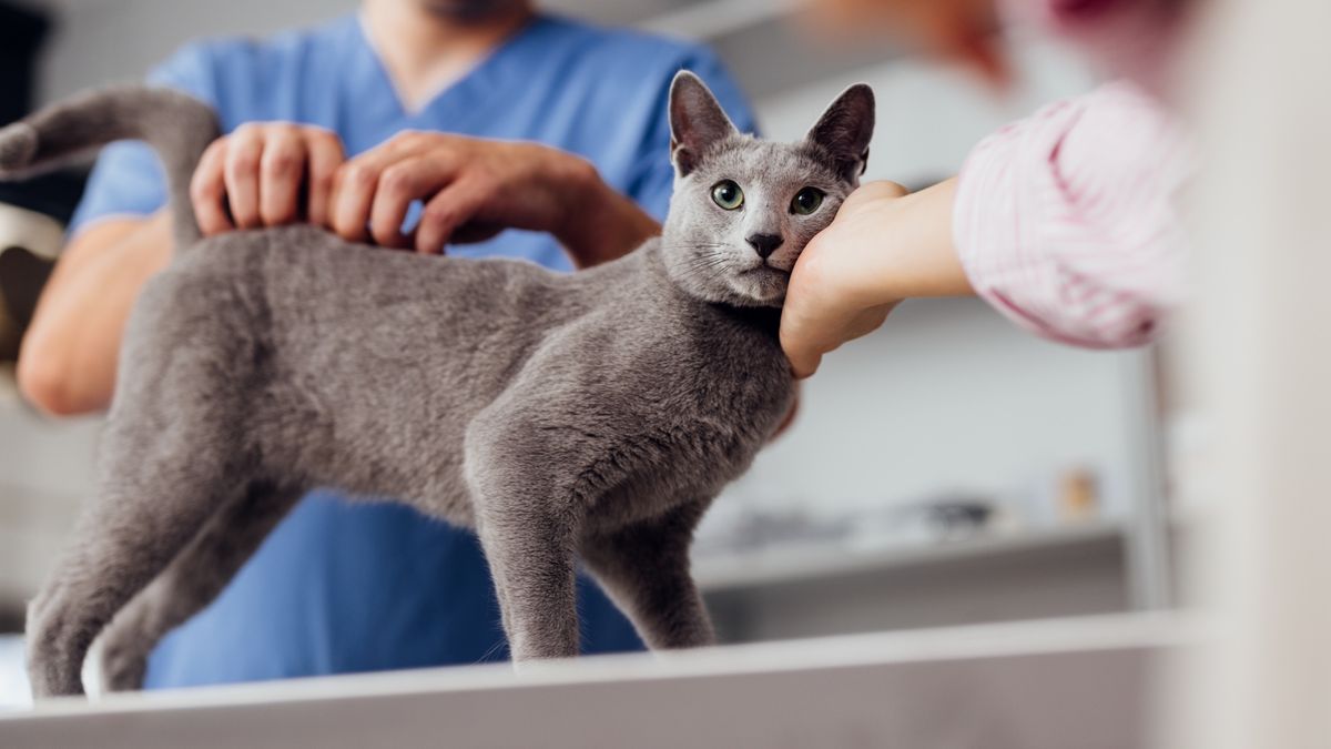 Cat being checked by vet