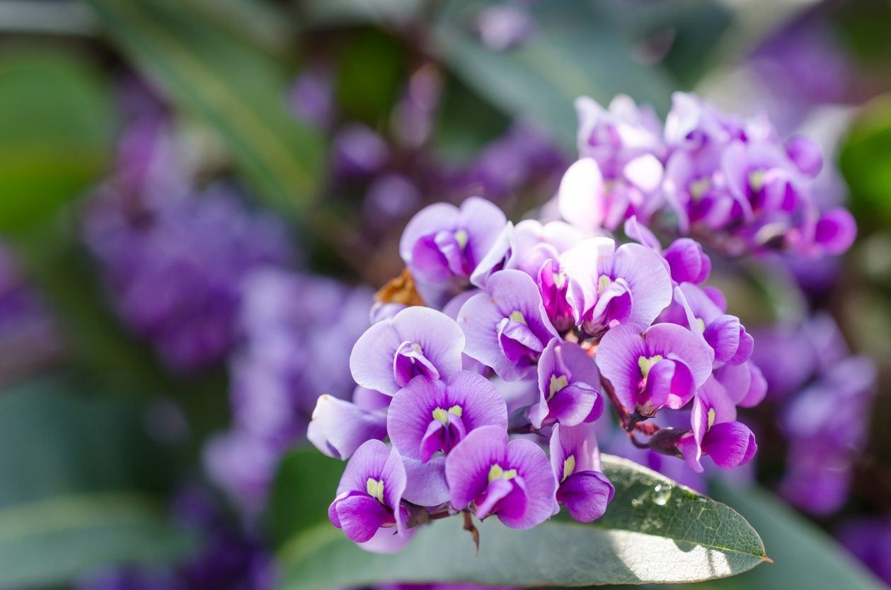 Hardenbergia