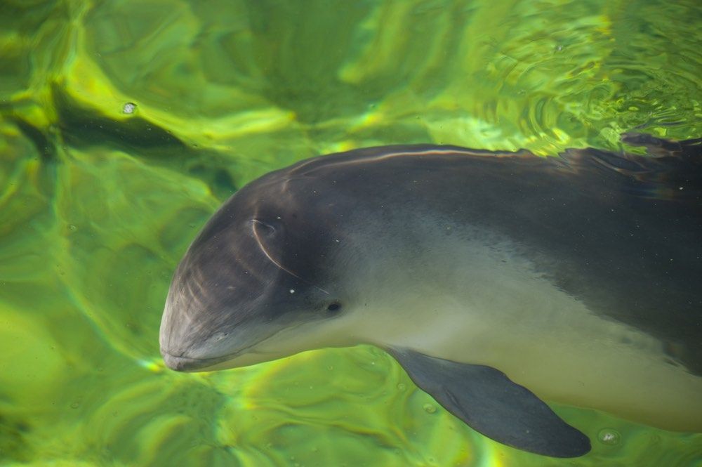 A common, or Harbor, porpoise.