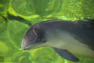 A common, or Harbor, porpoise.