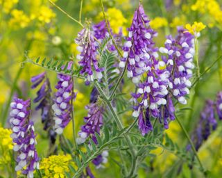 Hairy vetch growing alongside black mustard