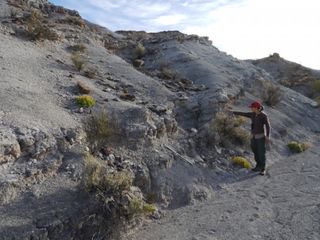 Adriana Mancuso points to a volcanic ash layer in the Chañares Formation that contained crystals of the mineral zircon, which allowed them to do radioisotopic dating.