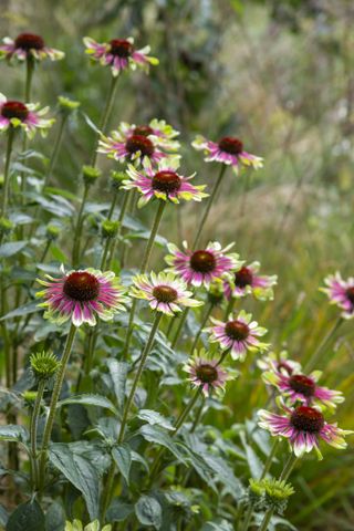 A garden with pink and green coneflowers