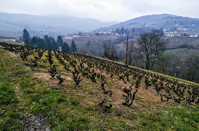 aufranc, beaujolais, jefford
