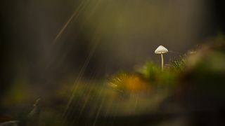 Tiny mushroom in the middle of a forest, macroshot revealing details