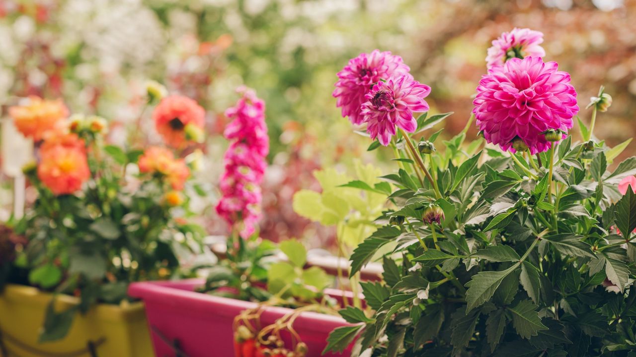 Dahlia flowers growing in pots and window boxes on a balcony