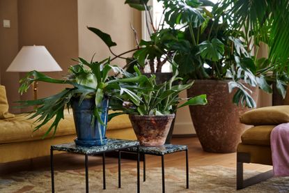 plants in a modern living room