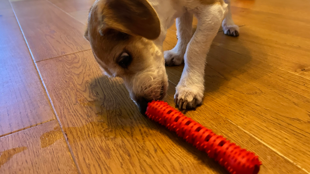 Chloe's dog sniffing the Chewmate Treat Brush, one of the best dog toothbrushes
