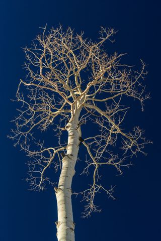 Friends of Pando is working to educate the public about the tree, support researchers and inspire stewardship