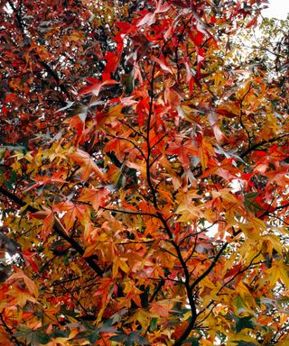 Looking up at autumn trees with orange and red leaves in the forest