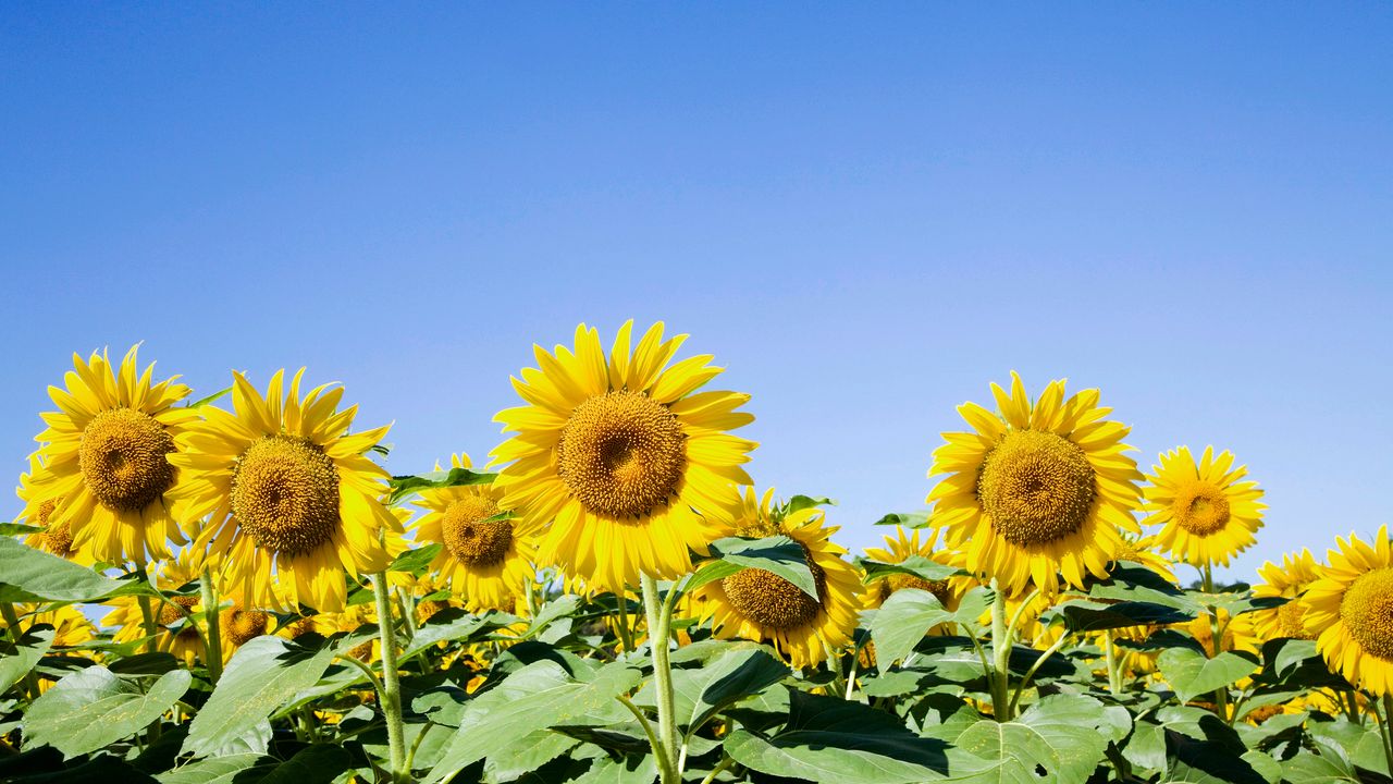 Rows of sunflowers under blue sky