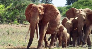 Elephant Queen image - the elephant queen and a number of other elephants walking in a group