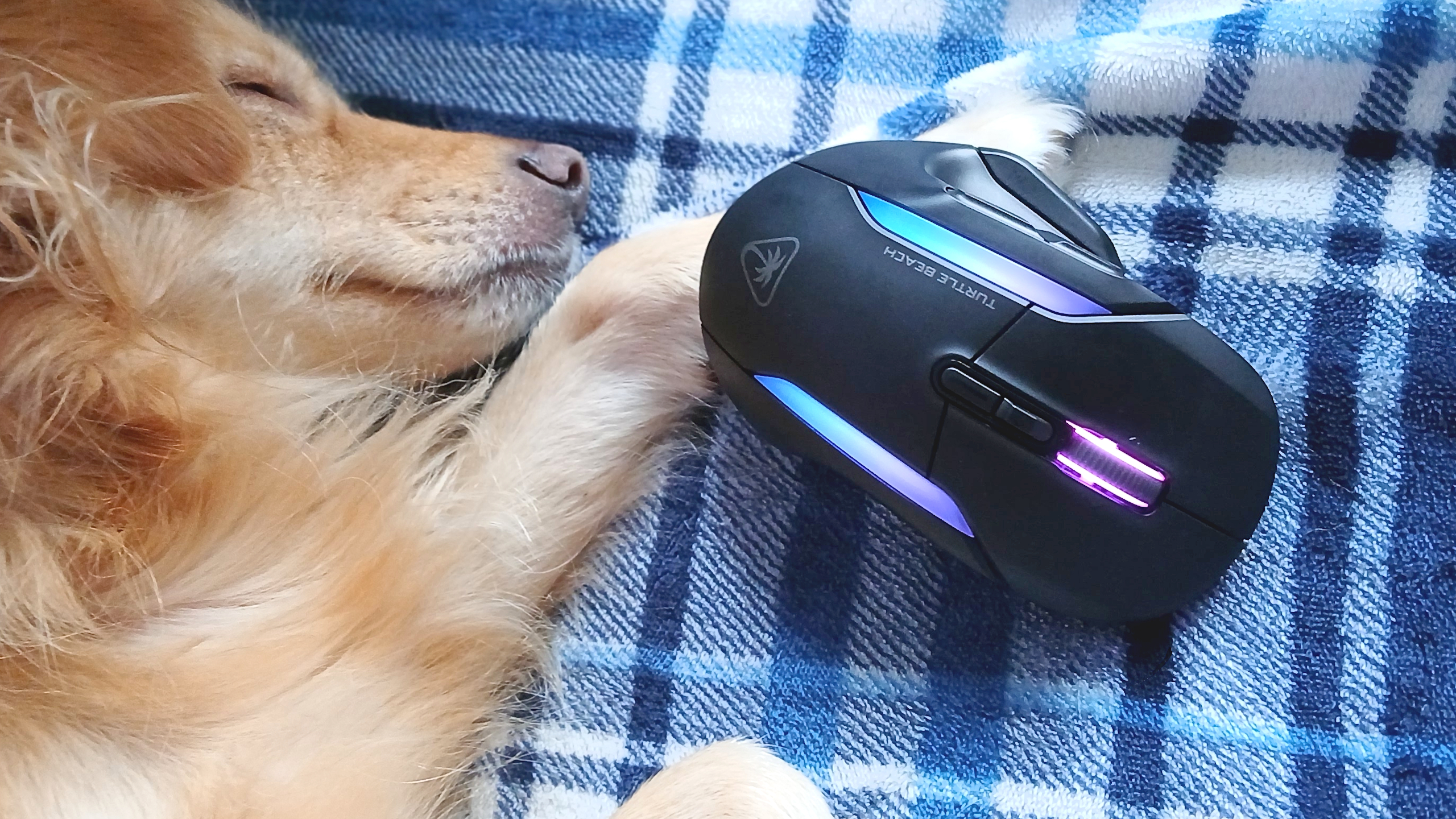 A Turtle Beach Kone II Air gaming mouse with RGB enabled. And a cute dog sleeping.