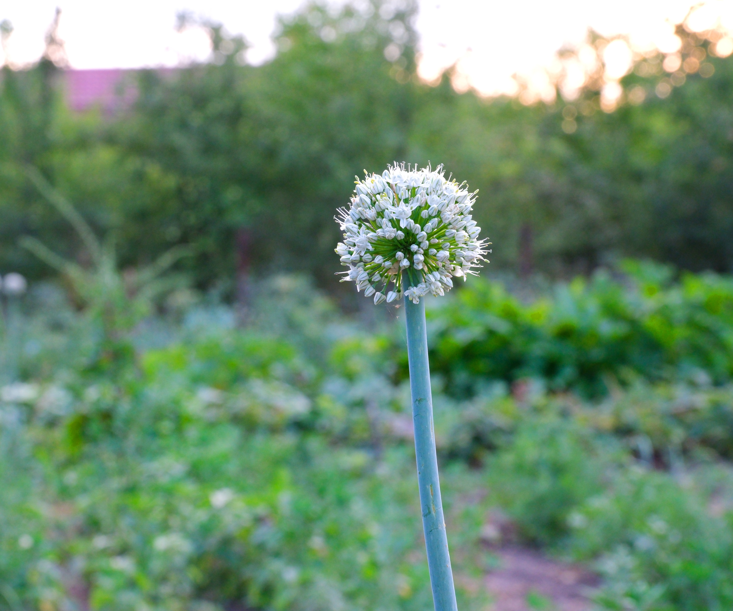 The white flower of a bolting onion in a vegetable garden