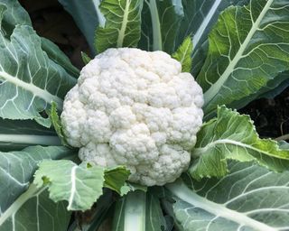 Cauliflower Seoul crops recently harvested