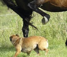 horseanddog.jpg