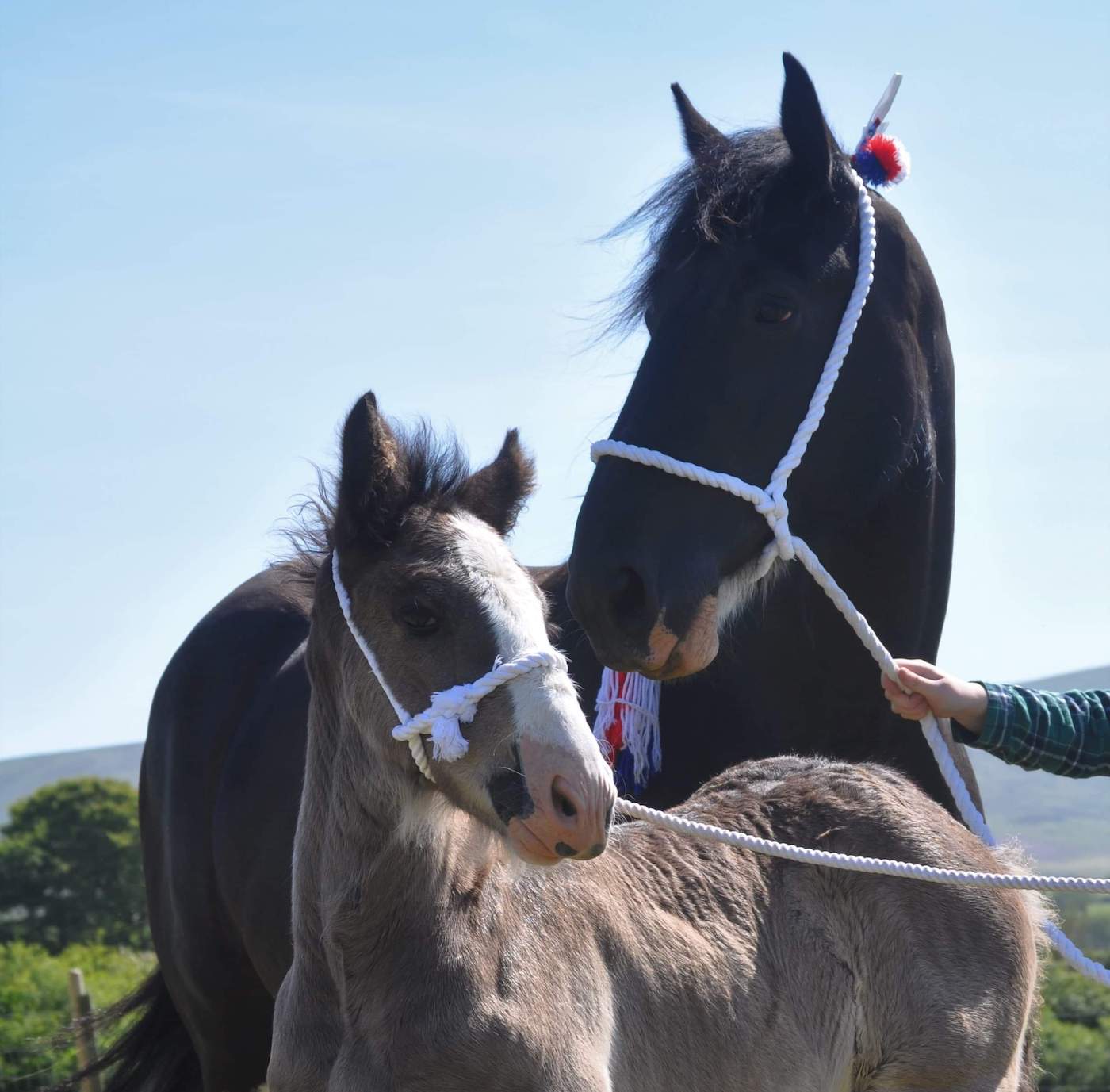 ShireFoal2.jpeg