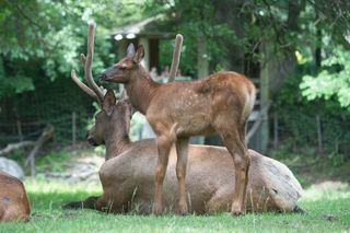 A Roosevelt elk calf, born in June at the Wildlife Conservation Society's Queens Zoo, after joining the rest of the herd in the zoo's woodland habitat.