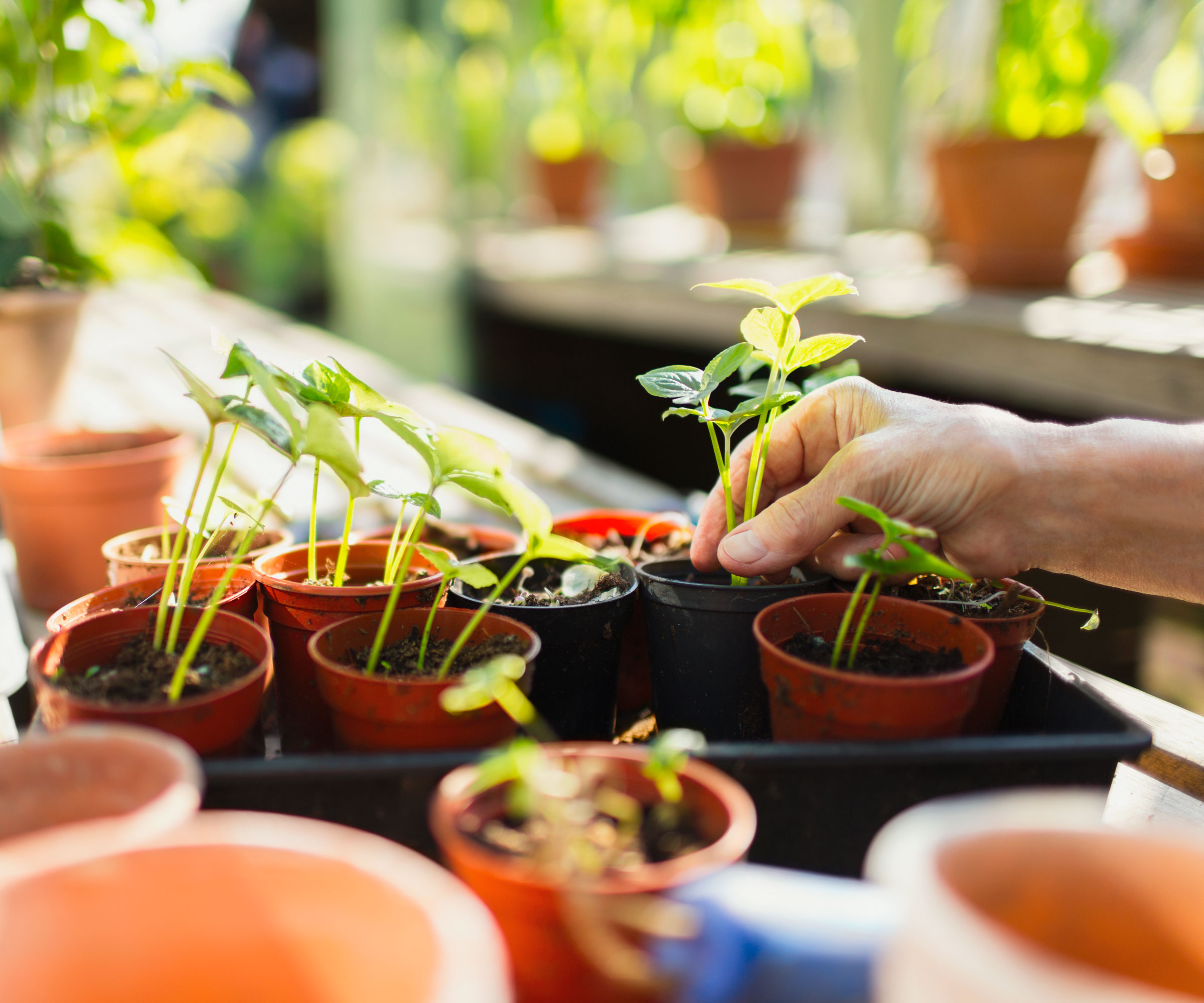 hand thinning pots of seedlings in sunshine