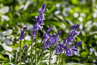 Bluebells flowering in spring in Surrey