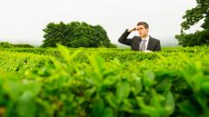 Businessman looking out from hedge maze