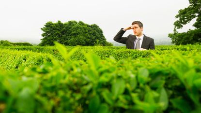 Businessman looking out from hedge maze