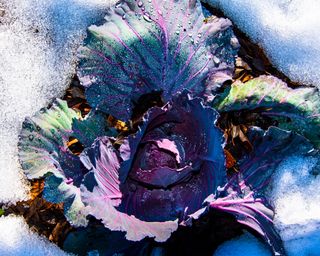 how to protect your plants from snow winter cabbage in snow