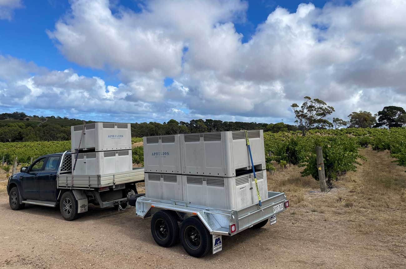 Harvesting Grenache in the 2025 vintage