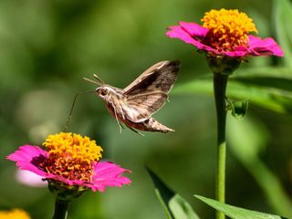 A butterfly moth approaching pink flowers