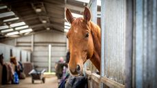 alamy-J1HT3N-stabling-vet-3_338800482_577723531.jpg