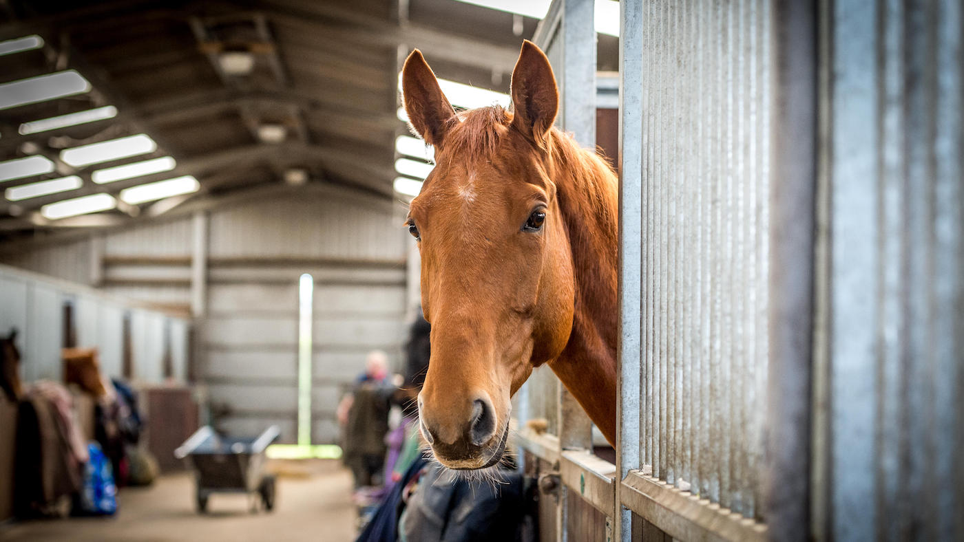 alamy-J1HT3N-stabling-vet-3_338800482_577723531.jpg