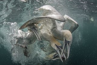 upy underwater photography of the year