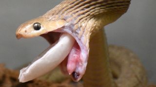 A snake regurgitating an eggshell. 