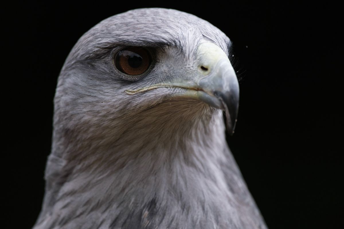 Bird of prey - black chested buzzard hawk portrait
