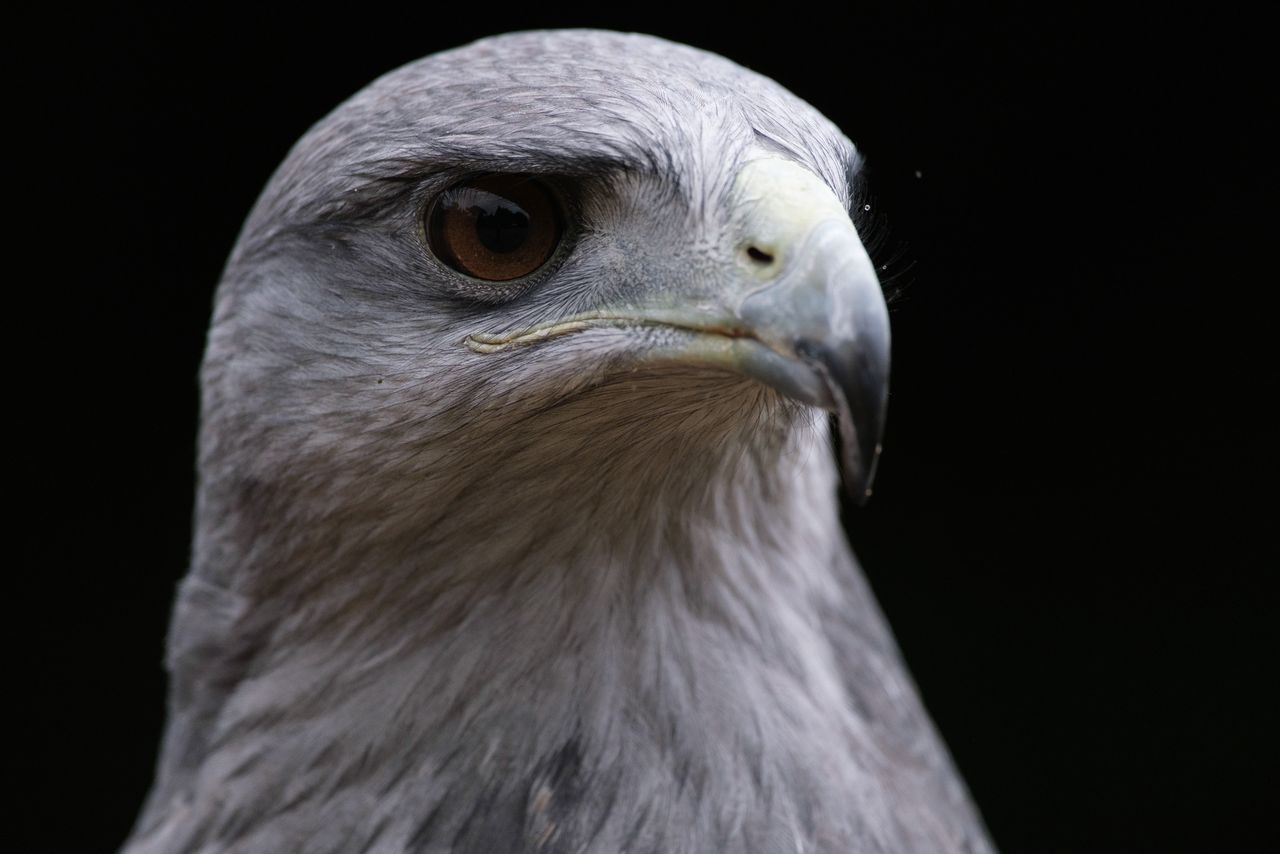 Bird of prey - black chested buzzard hawk portrait